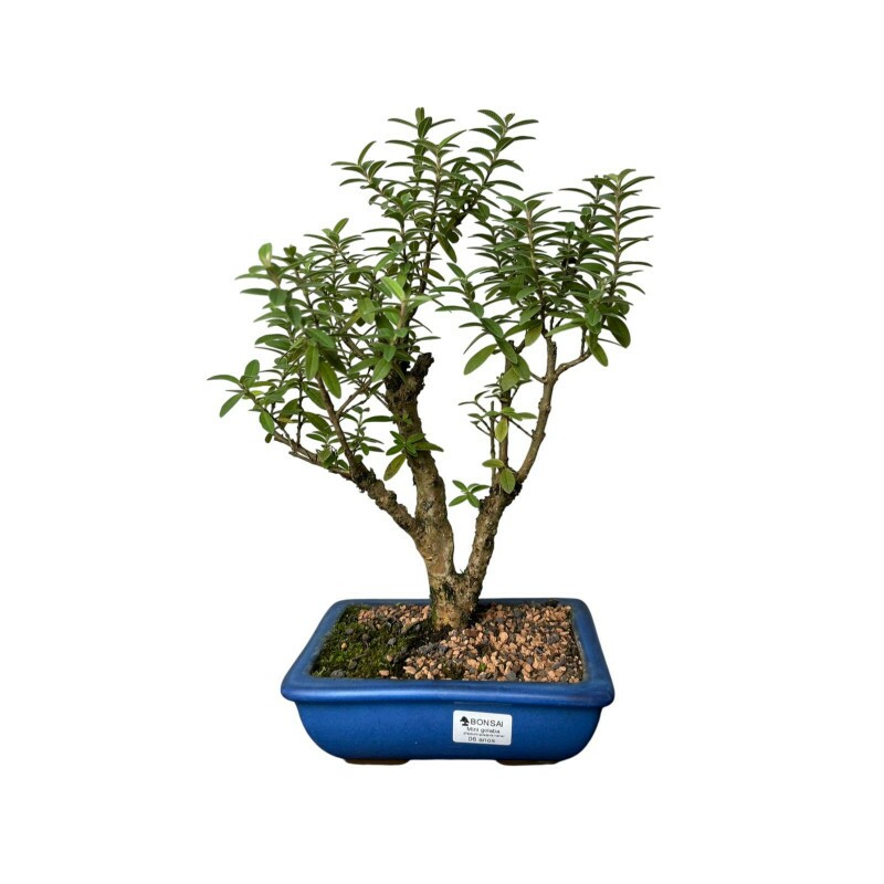 Bonsai Mini Goiaba 6 anos - 01944