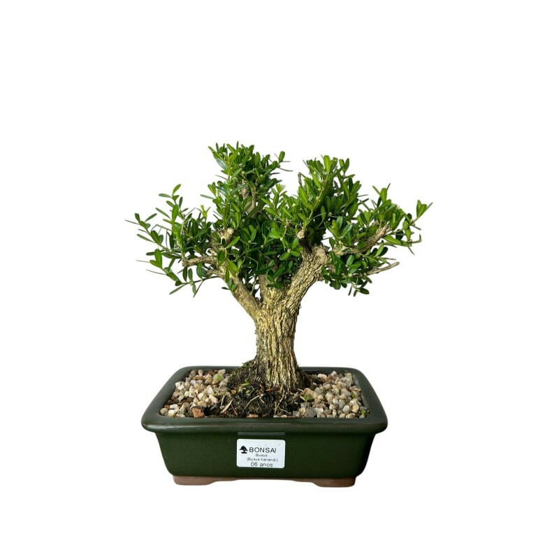 Bonsai Buxus Harlandii 6 anos - 00826