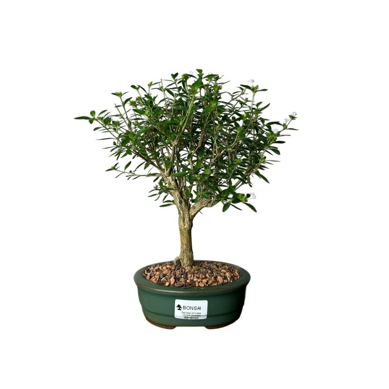 Bonsai Serissa 3 anos - 01145