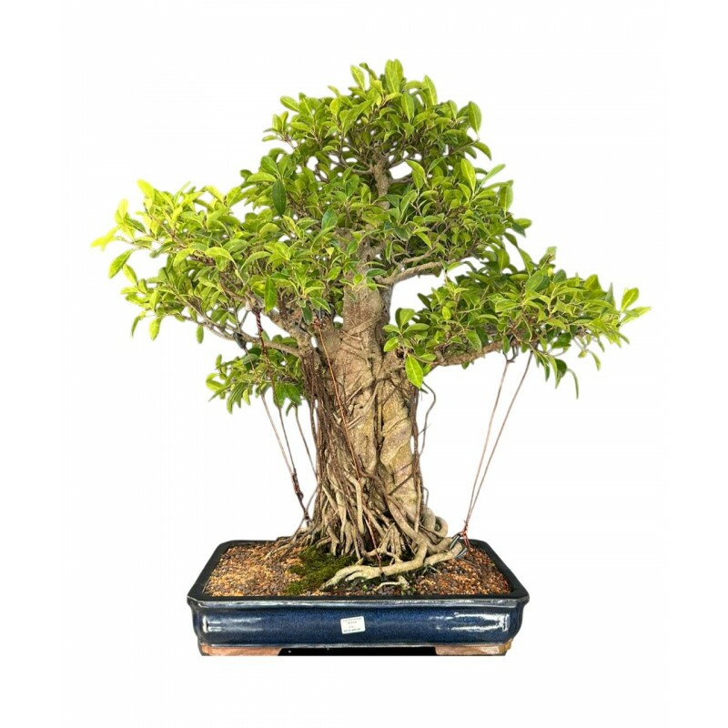 Bonsai Ficus microcarpa 28 anos - 00585 Bonsai Ficus microcarpa 28 anos - 00585