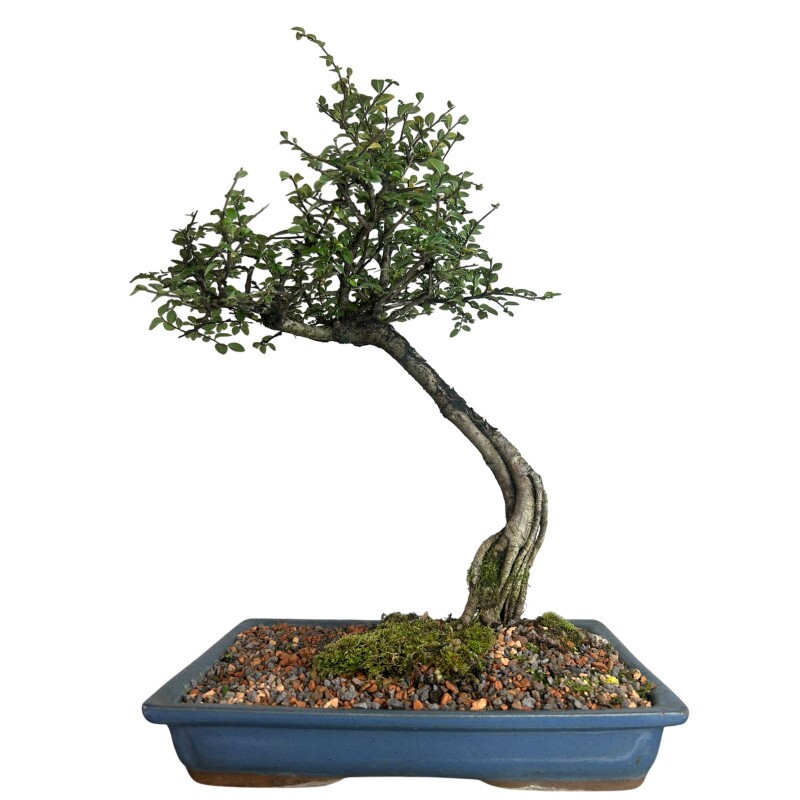 Bonsai Ulmus Parvifolia 12 anos - 01580