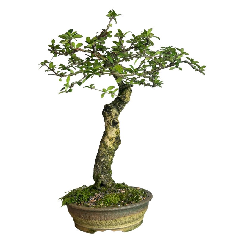 Bonsai Carmona Retusa 10 anos - 01855
