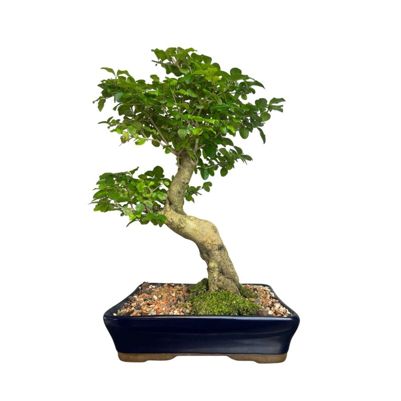 Bonsai Ligustro 15 anos - 00410