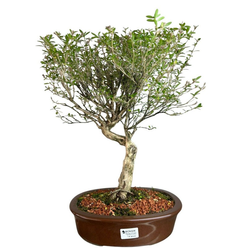 Bonsai Serissa Chinesa 14 anos - 00869