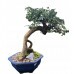 Bonsai Ulmus Parvifolia 14 anos - 01373