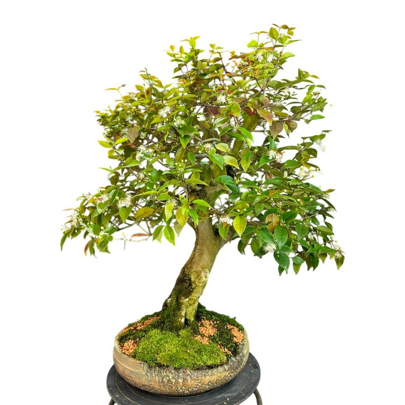 Bonsai Pitanga 16 anos - 01666