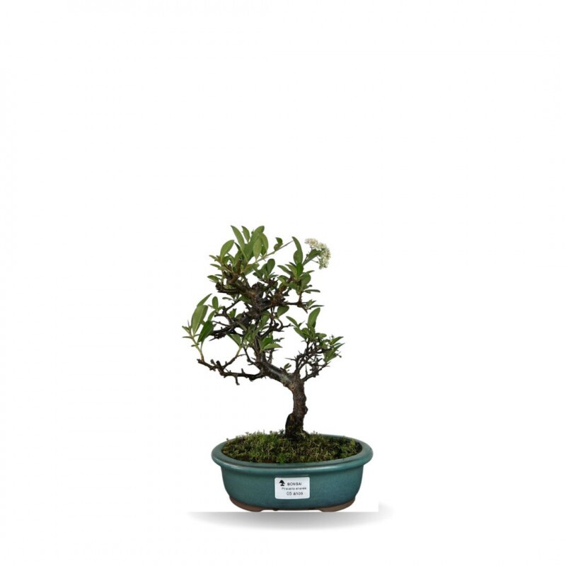 Bonsai Piracanta 5 anos - 01788