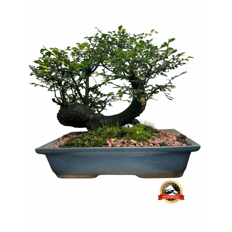 Bonsai Ulmus Parvifolia 10 anos 00280