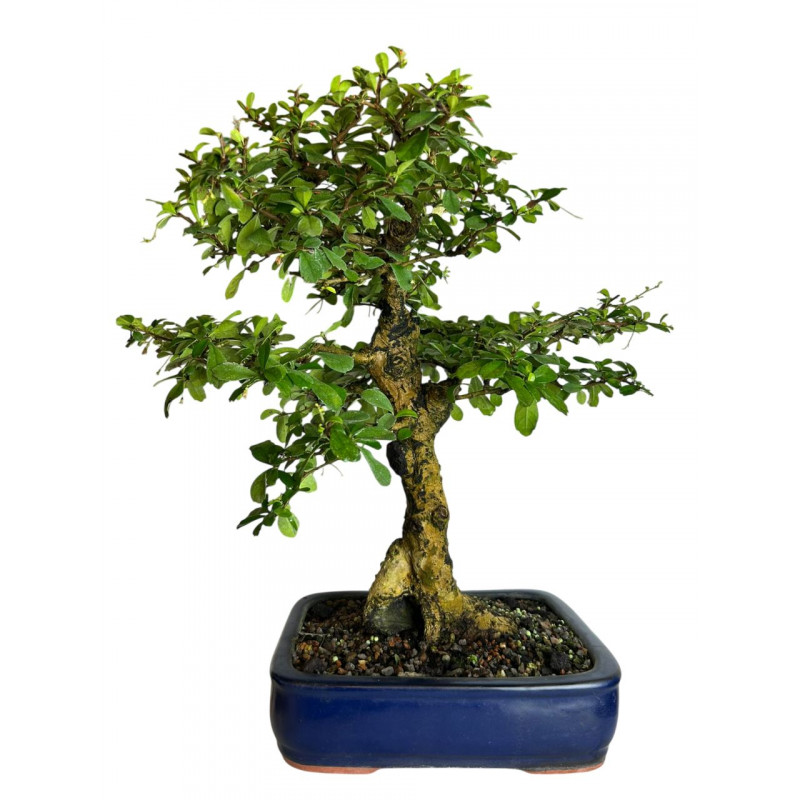 Bonsai Carmona Retusa 14 anos - 00831 Bonsai Carmona Retusa 14 anos - 00831