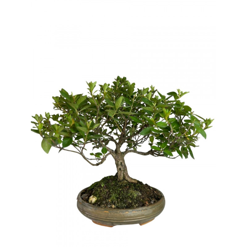 Bonsai Azaleia i 12 anos - 01610 Bonsai Azaleia i 12 anos - 01610