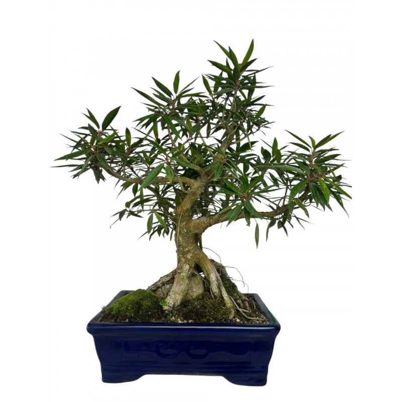 Bonsai Ficus Nerifolia 12 anos - 00672