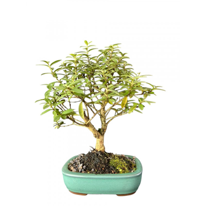 Bonsai Mini Goiaba 4 anos - 01784