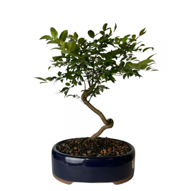 Bonsai Jabuticaba Sabará 5 anos - 01172