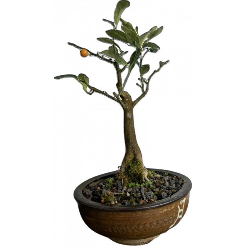 Bonsai Kinzu 5 anos - 01210