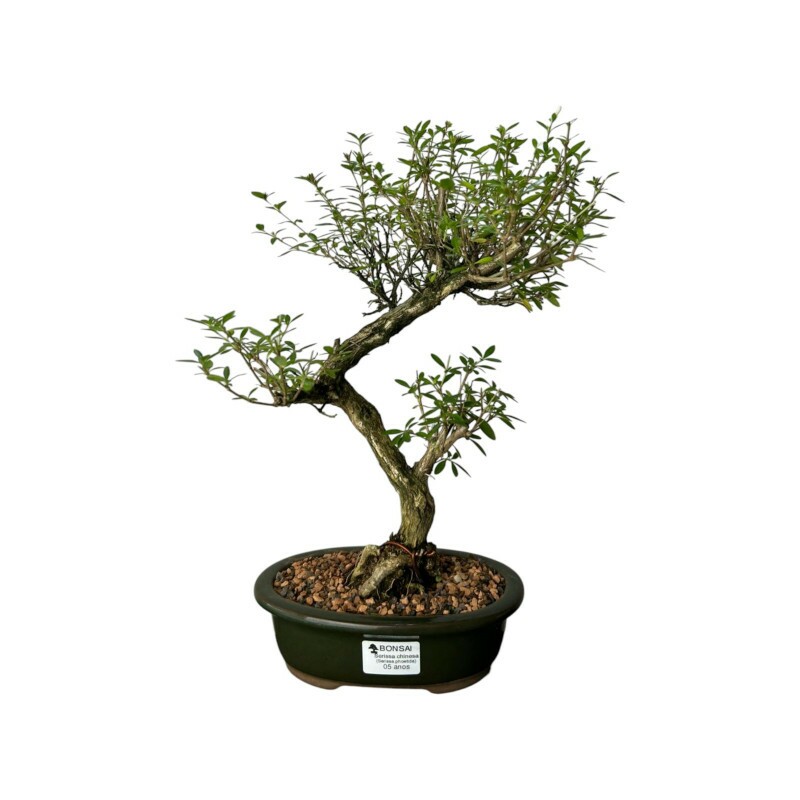 Bonsai Serissa Chinesa 5 anos - 01810