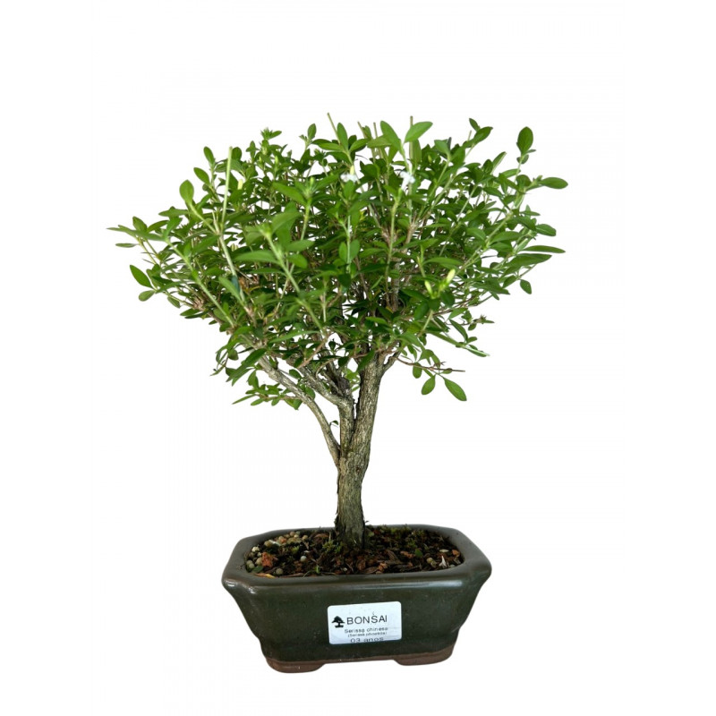 Bonsain Serissa Chinesa 3 anos - 01459