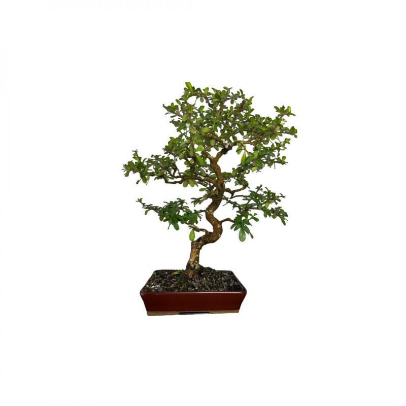 Bonsai Carmona Retusa 14 anos - 00472 Bonsai Carmona Retusa 14 anos - 00472