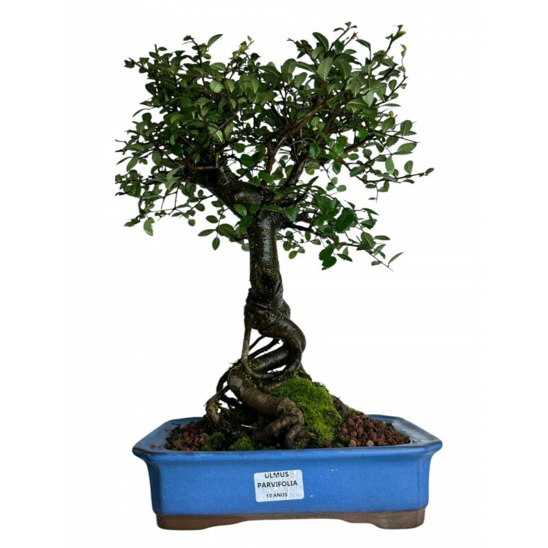 Bonsai Ulmus Parvifolia 10 anos - 00611