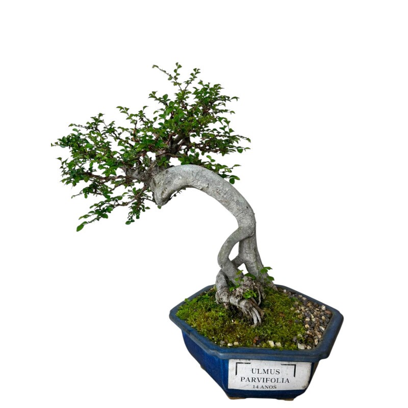 Bonsai Ulmus Parvifolia 14 anos - 01373 Bonsai Ulmus Parvifolia 14 anos - 01373