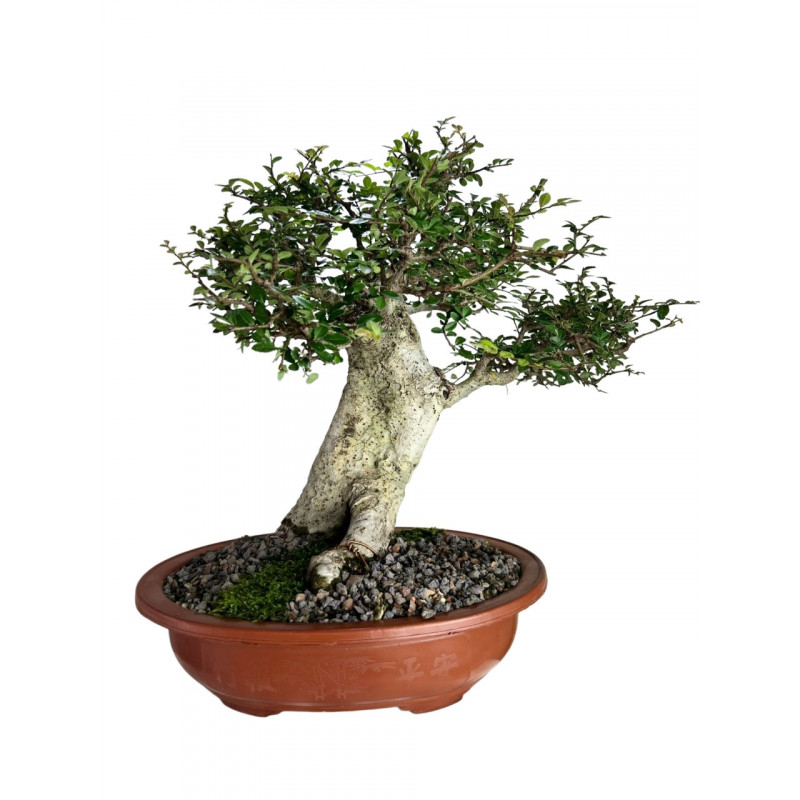 Bonsai Ulmus Parvifolia 14 anos - 00729