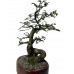 Bonsai Ulmus Parvifolia 8 anos - 00641 Bonsai Ulmus Parvifolia 8 anos - 00641