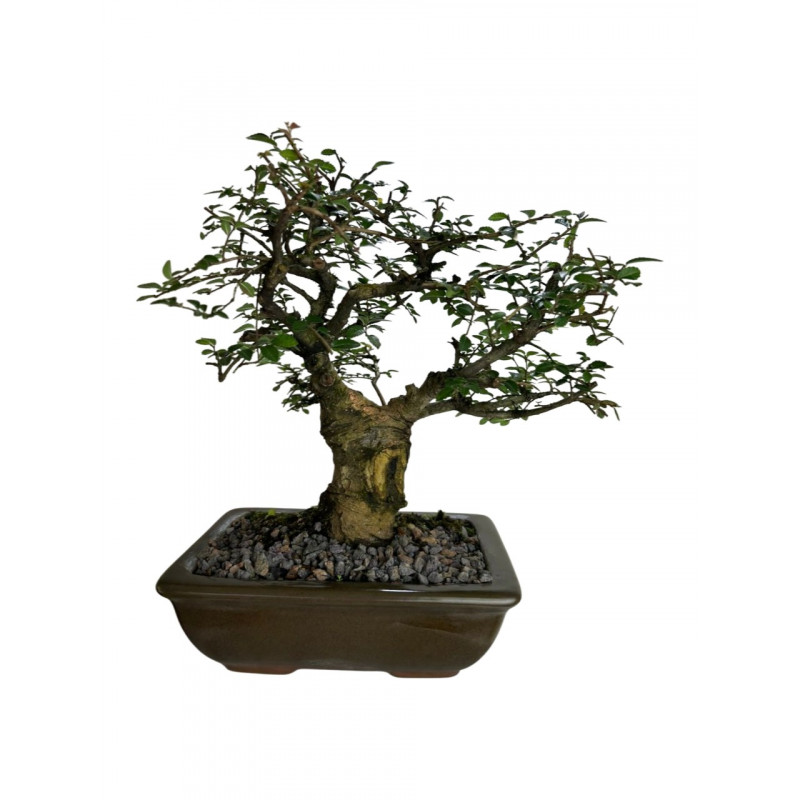 Bonsai Ulmus Parvifolia 8 anos - 01581