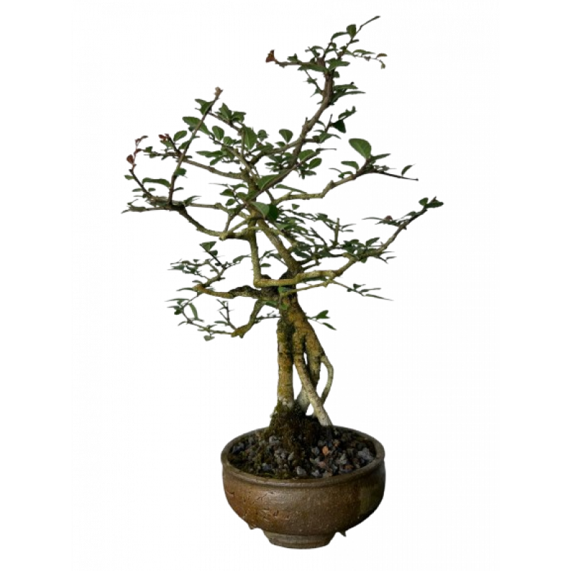 Bonsai Ulmus Parvifolia 5 anos - 00259 Bonsai Ulmus Parvifolia 5 anos - 00259