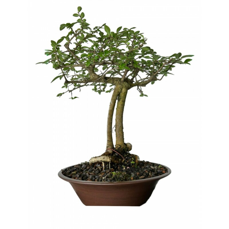 Pré Bonsai Ulmus Parvifolia 6 anos - 01300