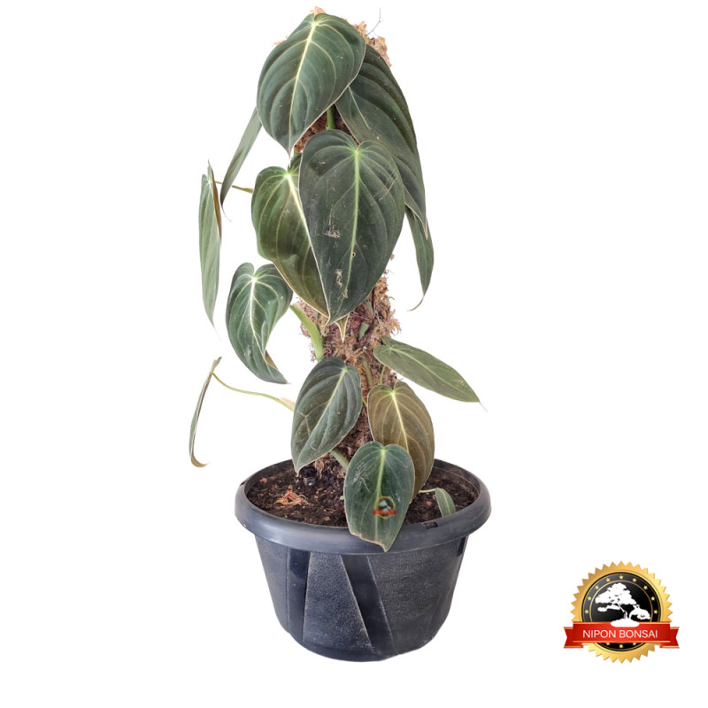 Philodendron Melanochrysum + Tutor (02)