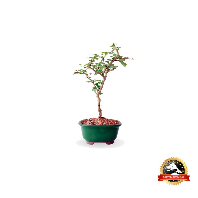 Bonsai Micro Carmona 2 anos - 01350