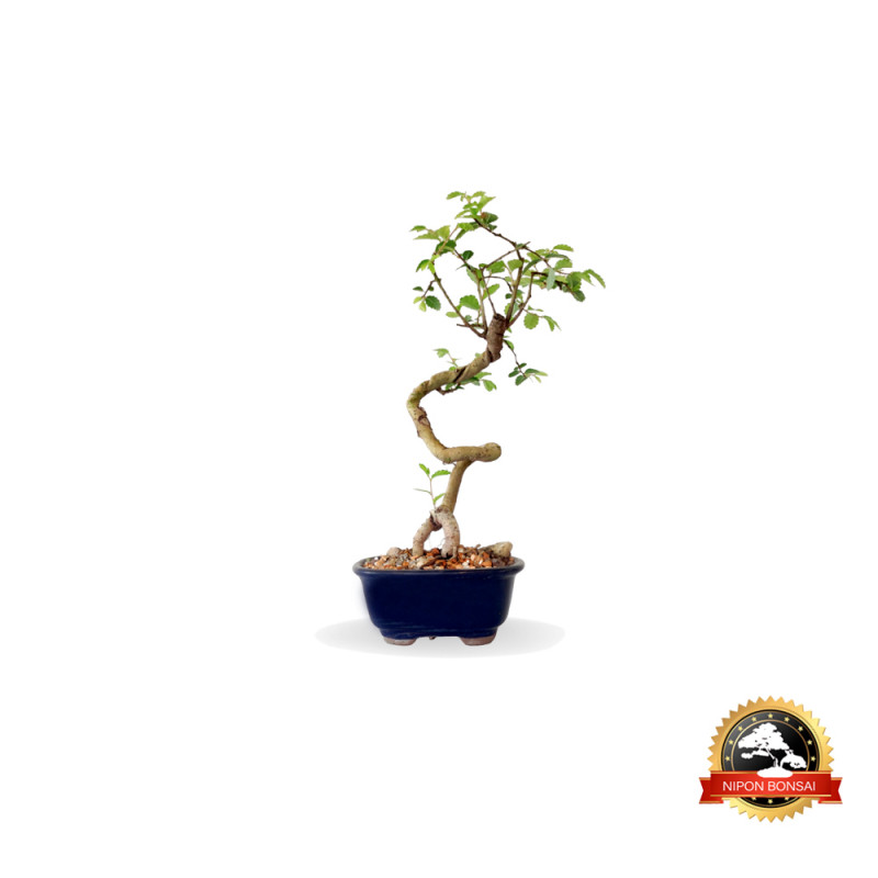 Bonsai Ulmus Parvifolia 2 anos - 01346