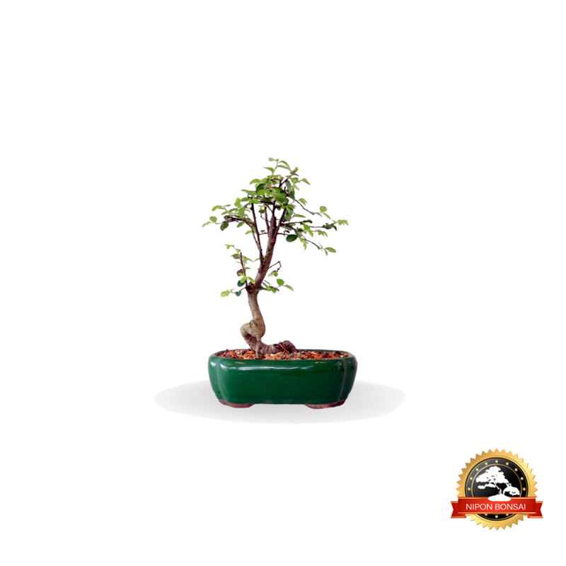 Bonsai Ulmus Parvifolia 4 anos - 01373
