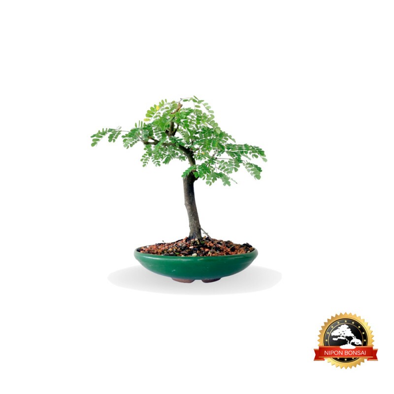 Bonsai Pithecolobium Tortum 4 anos - 01380