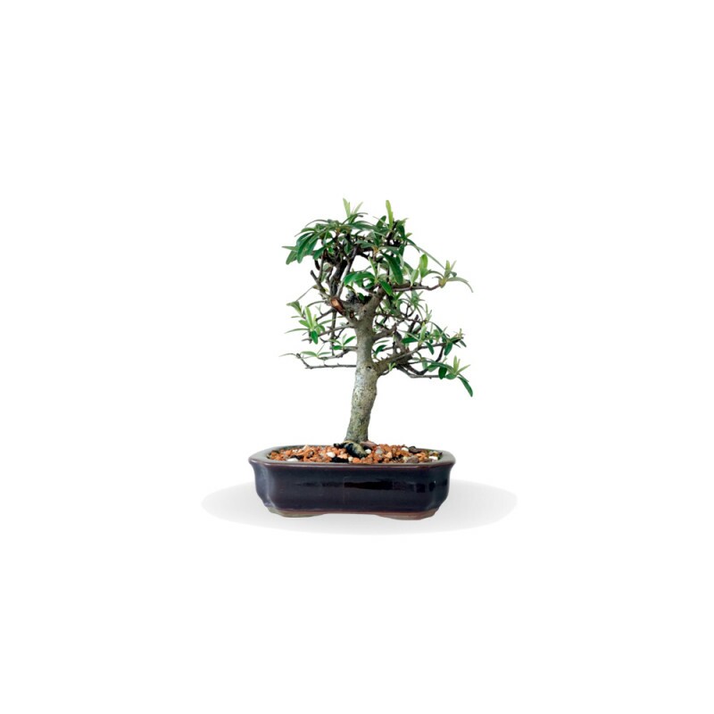 Bonsai Piracanta 4 anos - 01506