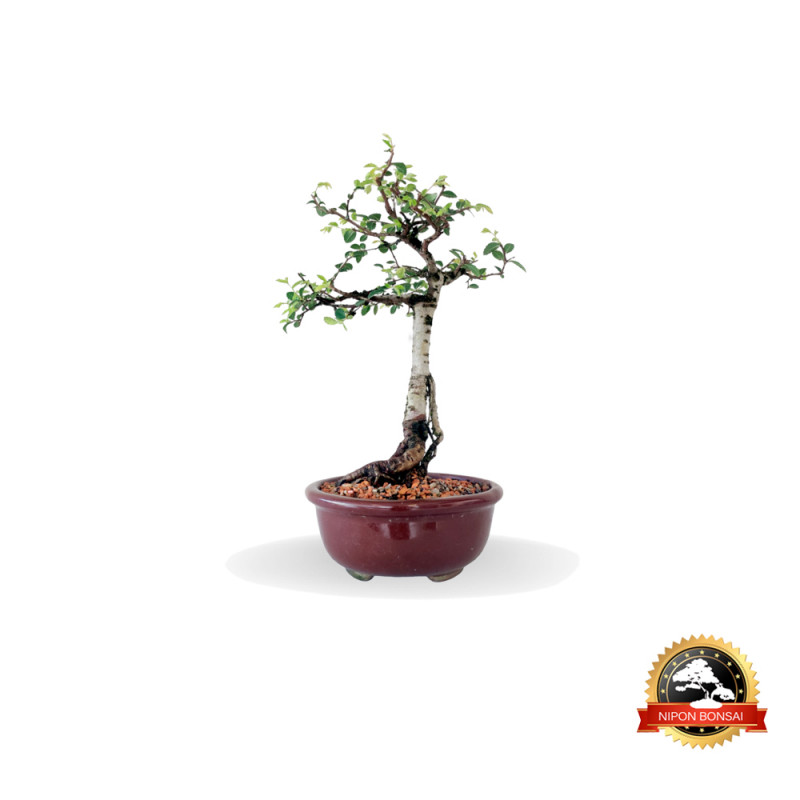 Bonsai Ulmus Parvifolia 5 anos - 01226