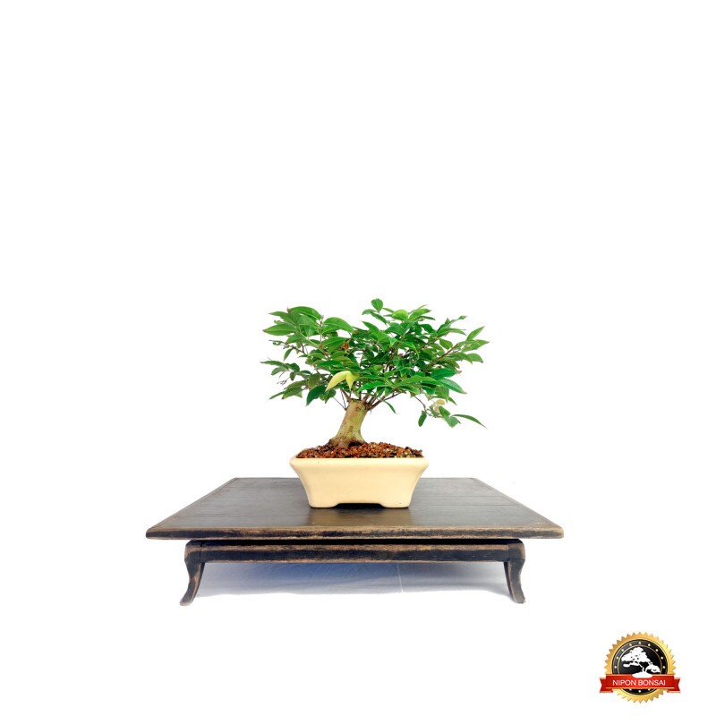 Bonsai Jabuticaba hibrida 5 anos - 00085