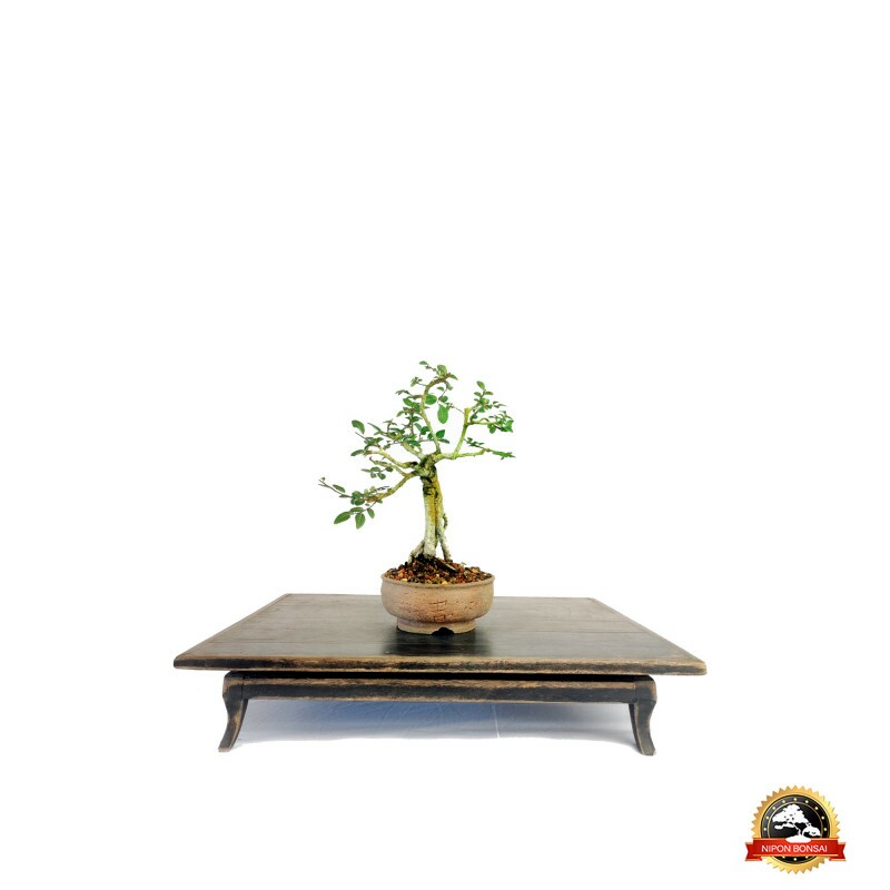 Bonsai Ulmus Parvifolia 5 anos - 00264