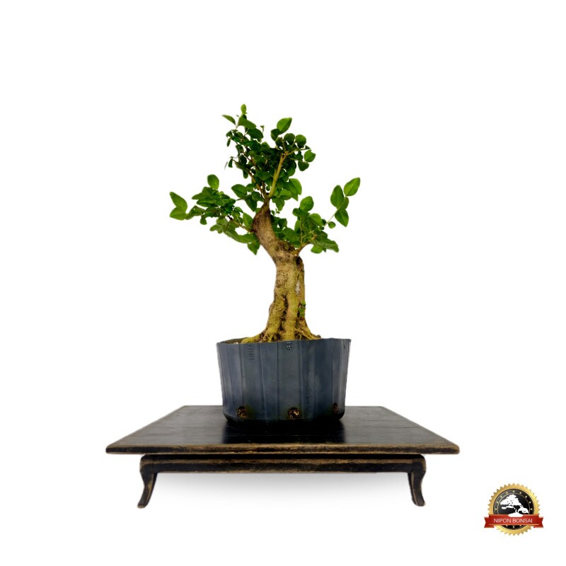 Pre Bonsai Ligustro Sinense 12 anos - 00410