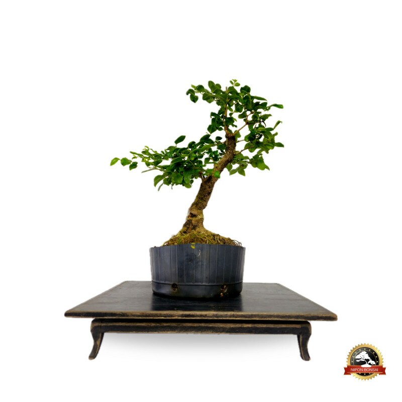 Pré Bonsai Ligustro Sinense 10 anos - 01285