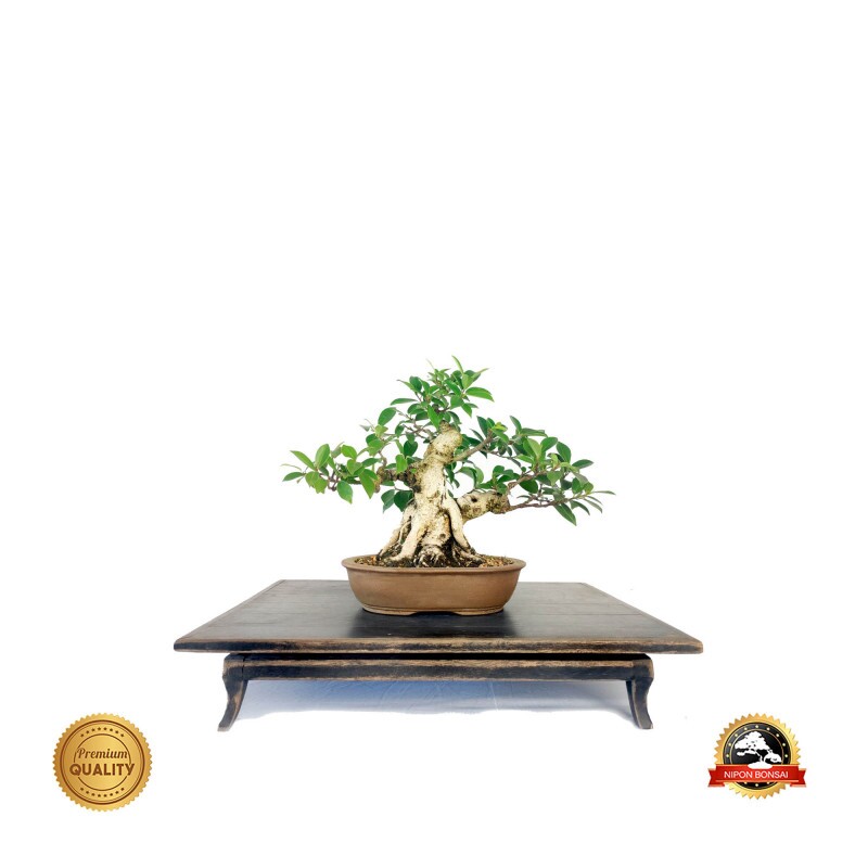 Bonsai Ficus Microcarpa 12 anos - 01635