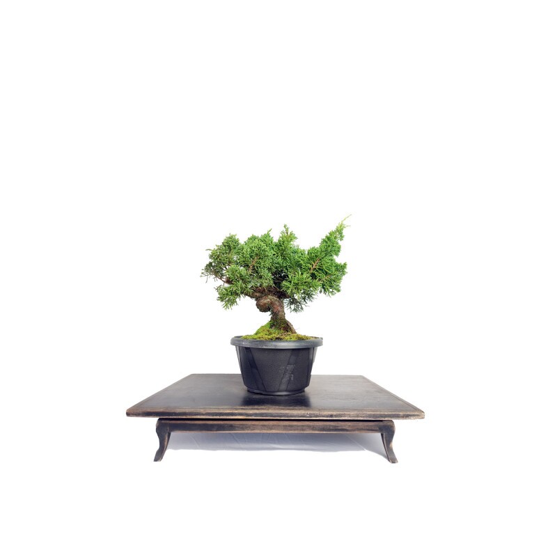 Pré Bonsai Shimpaku Kishu 8 anos - 01762