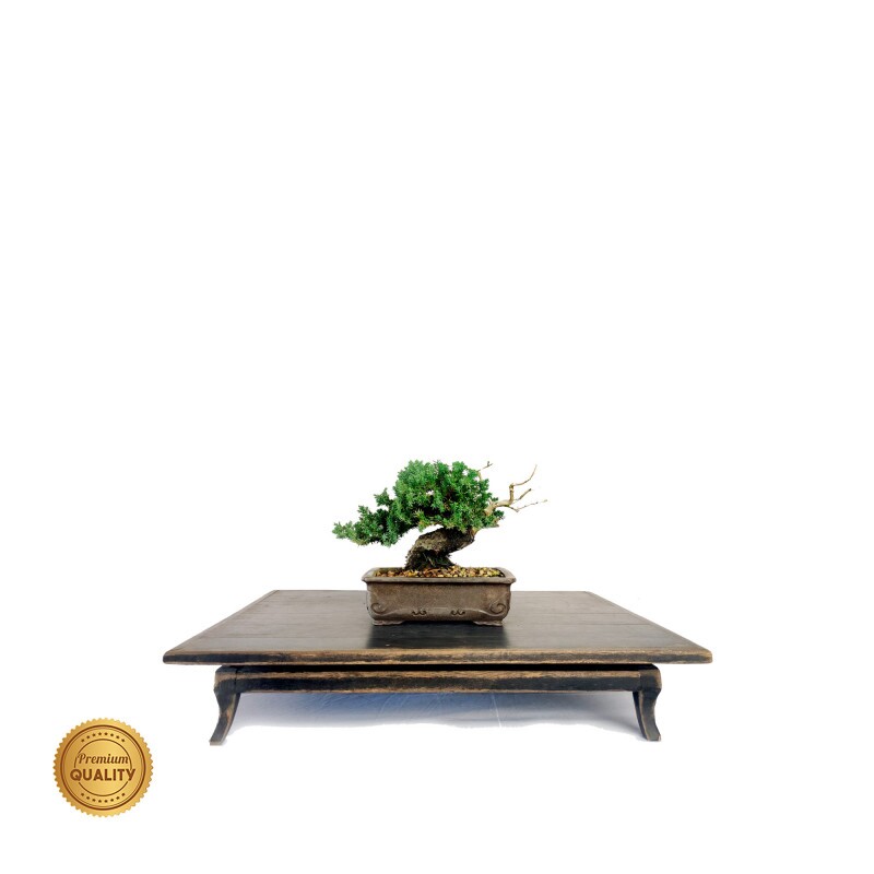 Bonsai Juníperus Procumbens 8 anos - 01776