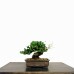 Bonsai Juníperus Procumbens 8 anos - 01776