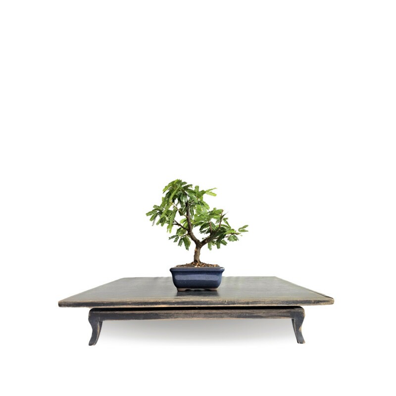 Bonsai Caliandra Branca  2 anos - 01885
