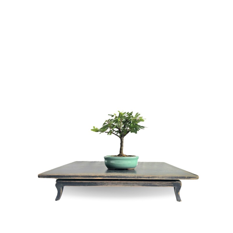 Bonsai Caliandra Branca  2 anos - 01884