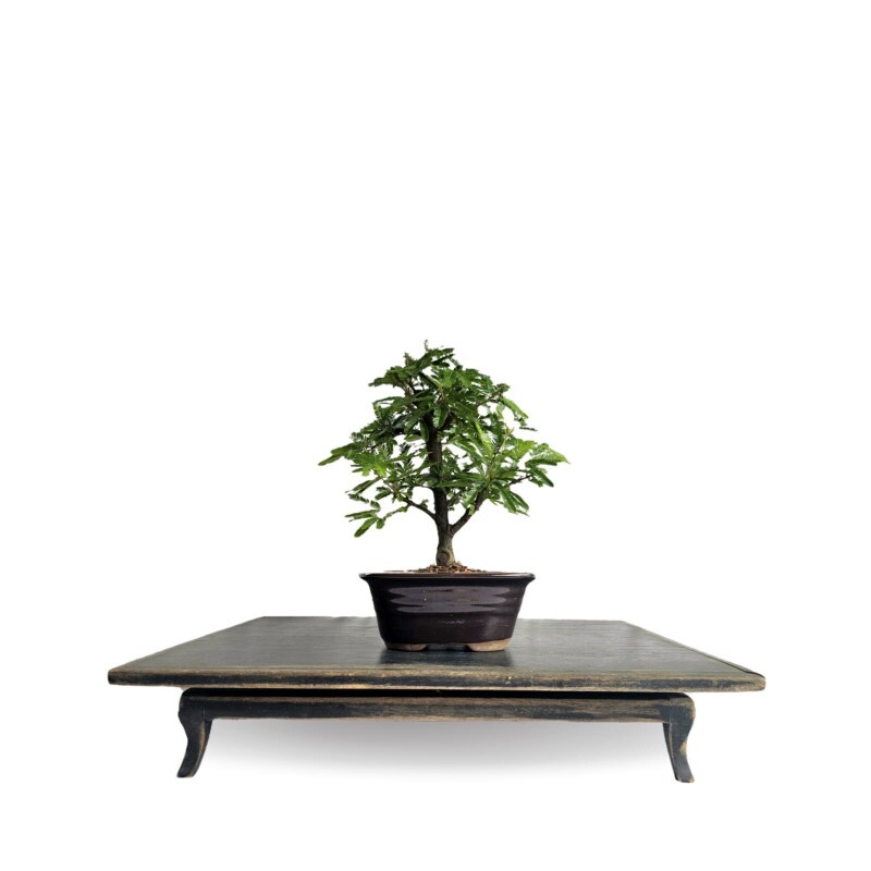 Bonsai Caliandra Branca 3 anos - 01904