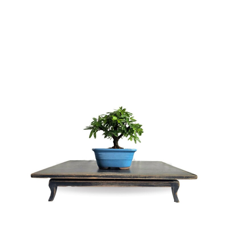 Bonsai Caliandra Branca 3 anos - 01905