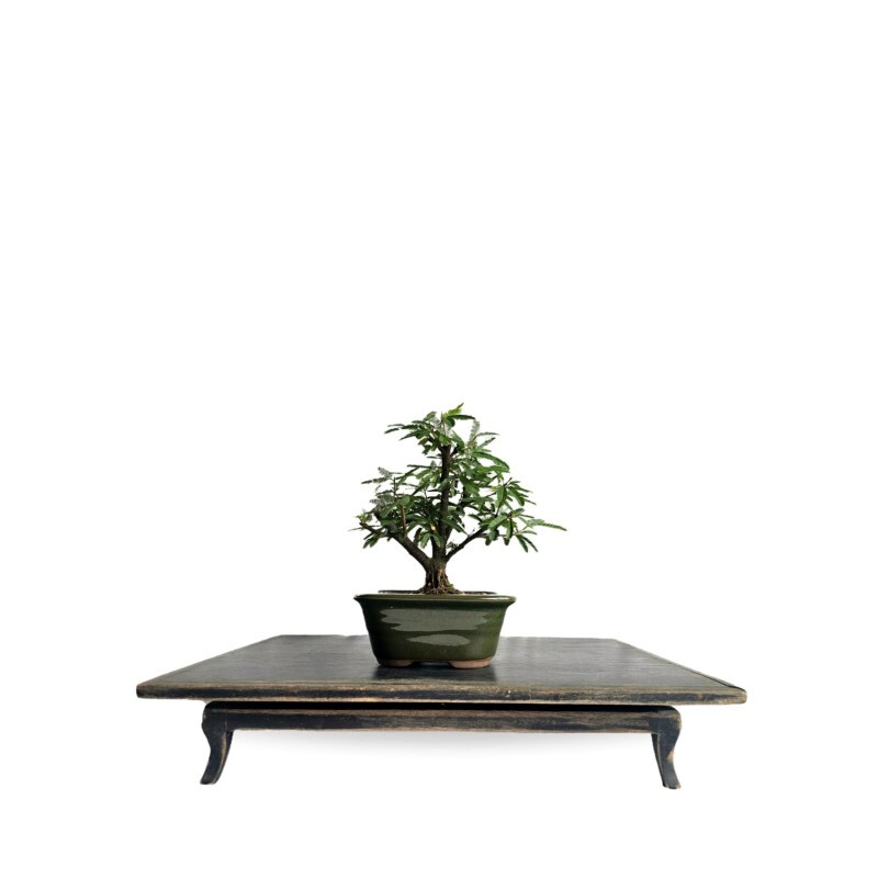 Bonsai Caliandra Branca 3 anos - 01908