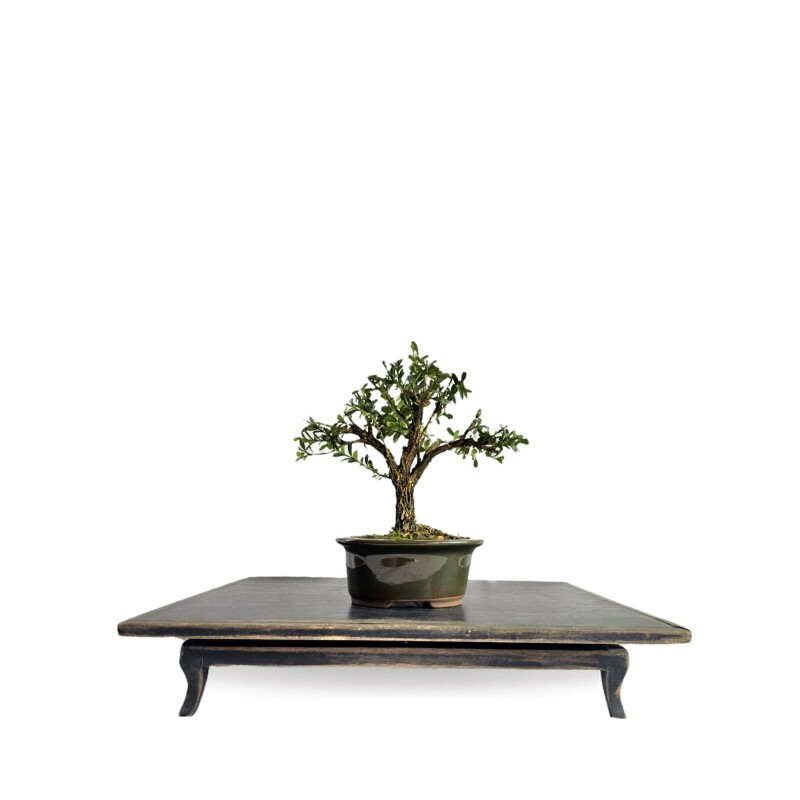 Bonsai Buxus Harlandii 3 anos - 01915