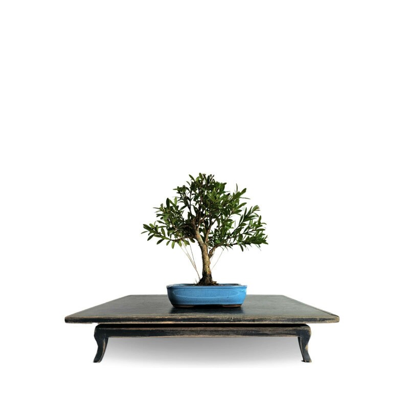 Bonsai Cereja Anã 4 anos - 01917